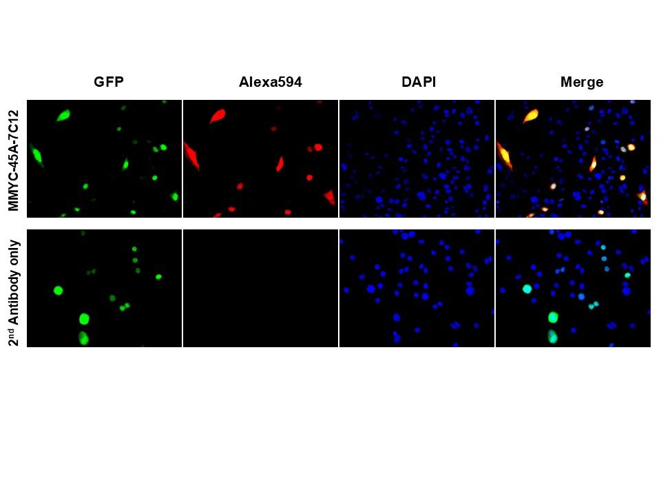 [ICL lab] Anti-C-MYC Antibody (Mouse - Clone #7C12) - Monoclonal