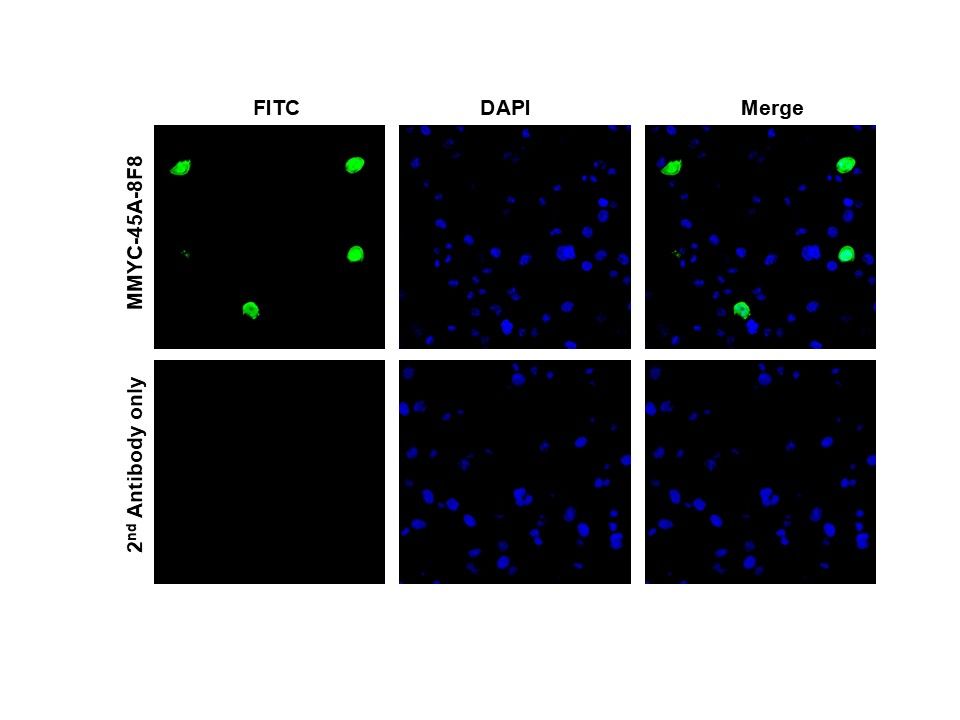 [ICL lab] Anti-C-MYC Antibody (Mouse - Clone #8F8) - Monoclonal