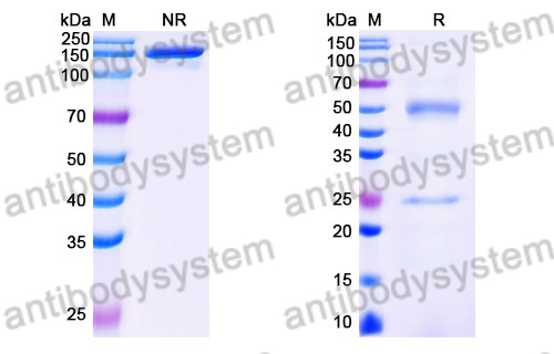 [Antibodysystem] Mouse IgG2C Isotype Control Antibody (HyHEL-10)