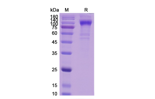 [Proteogenix] Human ErbB2 Recombinant Protein