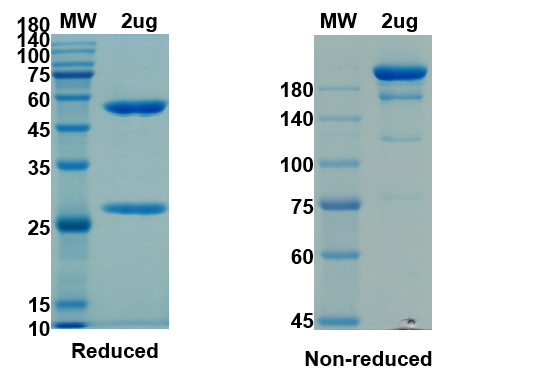 [Proteogenix] Anti-2019-nCoV(S1) – 2 (H4) antibody