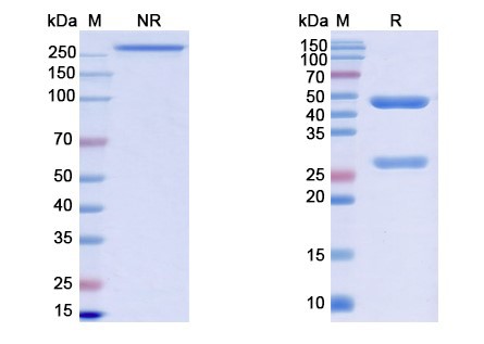 [Proteogenix] Monkeypox virus/MPXV M1R Monoclonal Antibody SAA0284