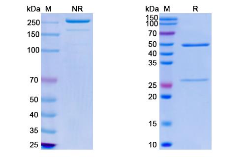 [Proteogenix] Monkeypox virus/MPXV A35R Monoclonal Antibody SAA0287