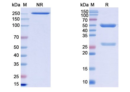 [Proteogenix] Monkeypox virus/MPXV H3L Monoclonal Antibody SAA0282