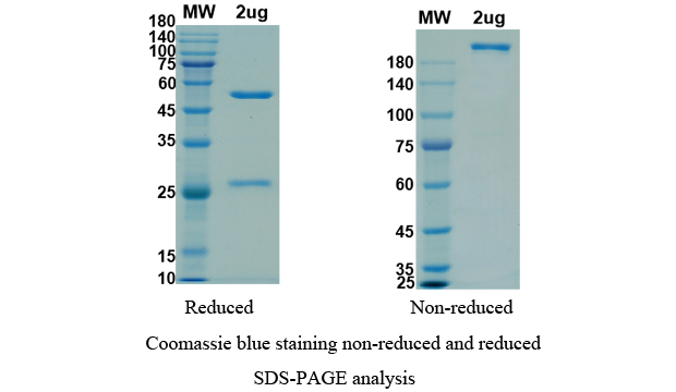 [Proteogenix] Anti-RBD-5 antibody (Imdevimab)
