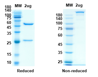 [Proteogenix] Anti-RBD-4 antibody (Casirivimab)