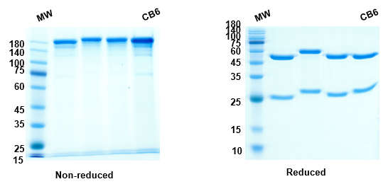 [Proteogenix] Anti-RBD-1 (Etesevimab) antibody