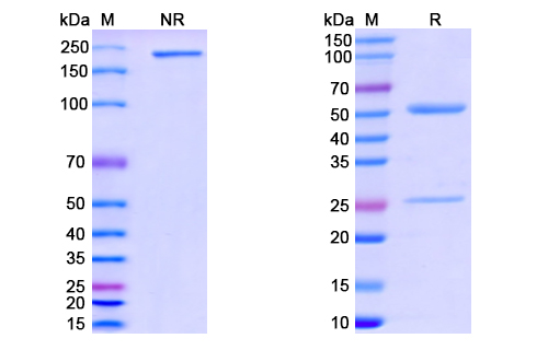 [Proteogenix] Anti-CoV-Nucleoprotein (D2) antibody