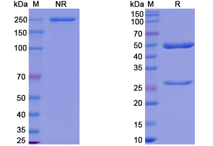 [Proteogenix] Bebtelovimab Biosimilar – Anti-SARS-CoV-2 Spike Protein mAb – Research Grade