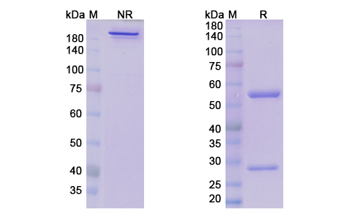 [Proteogenix] Samrotamab Biosimilar – Anti-LRRC15 mAb – Research Grade