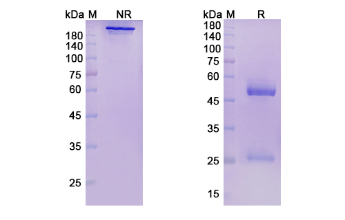 [Proteogenix] Pepinemab Biosimilar – Anti-SEMA4D mAb – Research Grade