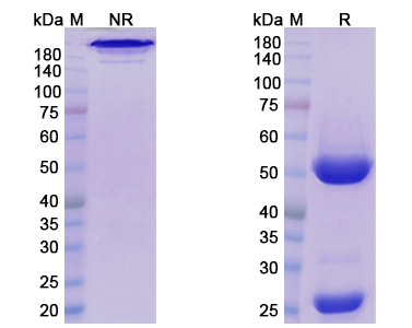 [Proteogenix] Daratumumab Biosimilar – Anti-CD38 mAb – Research Grade