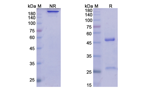 [Proteogenix] Lirilumab Biosimilar – Anti-KIRD2 subgroup mAb – Research Grade