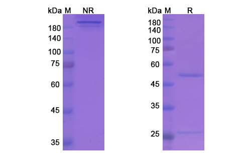 [Proteogenix] Stamulumab Biosimilar – Anti-MSTN, GDF-8 mAb – Research Grade