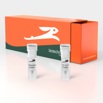 [Biotechrabbit] LYO-ready T4 UvsY Protein, 2 mg/ml
