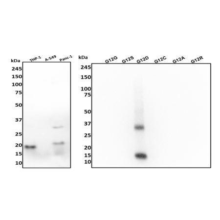 [Aviva] KRAS G12D Mutant Recombinant Antibody [29B]