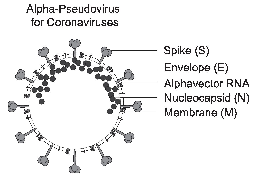 [Virongy] Rapid Cell-Based SARS-CoV-2 Neutralizing Antibody Assay Kit