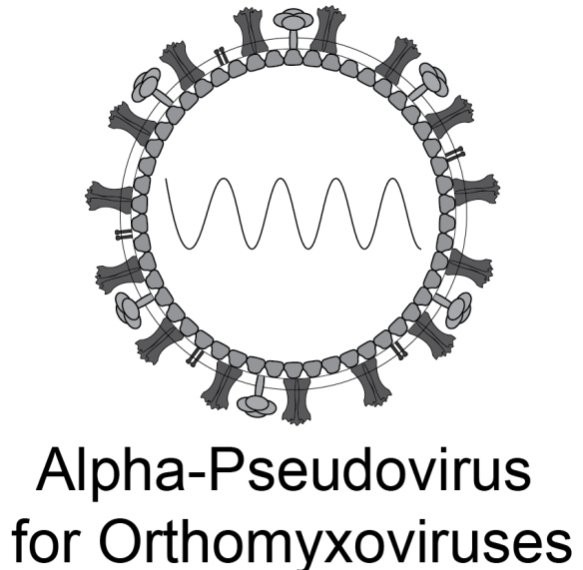 [Virongy] Influenza Pseudoviral Neutralization Assay Kit