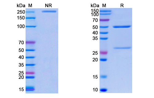 [Proteogenix] Monkeypox virus/MPXV M1R SAA0283 Monoclonal Antibody SAA0283