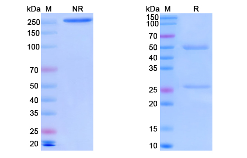 [Proteogenix] Anti-Vaccinia H3L/Ag35 Antibody (B9)