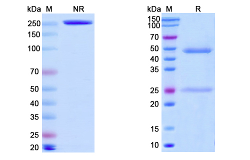 [Proteogenix] Anti-Vaccinia A33R Antibody (A27D7)