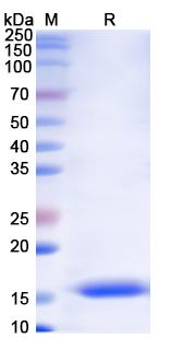 [Proteogenix] Monkeypox virus/MPXV A30L Recombinant Protein, N-His