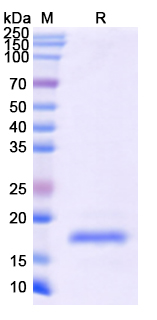 [Proteogenix] Recombinant Monkeypox virus/MPXV A36R Protein, N-His