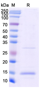 [Proteogenix] Recombinant Monkeypox virus/MPXV A33R Protein, N-His
