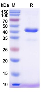 [Proteogenix] Taldefgrobep alfa Biosimilar – Anti-GDF-8 fusion protein – Research Grade