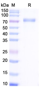 [Proteogenix] Efmitermant alfa Biosimilar – Anti-GDF-8 fusion protein – Research Grade