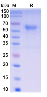 [Proteogenix] Ramatercept Biosimilar – Anti-GDF-8 fusion protein – Research Grade