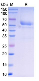 [Proteogenix] Sotatercept Biosimilar – Anti-EDF fusion protein – Research Grade