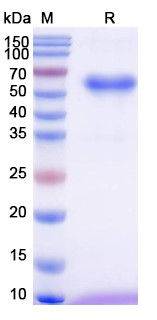 [Proteogenix] Elritercept Biosimilar – Anti-ACVR2 fusion protein – Research Grade