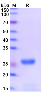 [Proteogenix] Monkeypox virus/MPXV D14L Recombinant Protein, N-His