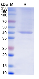 [Proteogenix] Recombinant Monkeypox virus/MPXV B2R/Hemagglutinin Protein, N-His