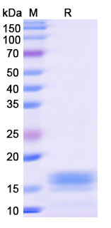 [Proteogenix] Recombinant Monkeypox virus/MPXV L1R Protein