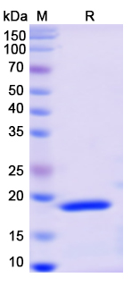 [Proteogenix] Recombinant Monkeypox virus/MPXV A14L Protein
