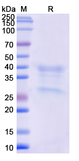 [Proteogenix] Recombinant Monkeypox virus/MPXV H3L Protein