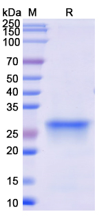 [Proteogenix] Recombinant Monkeypox virus/MPXV D14L Protein