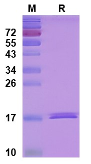 [Proteogenix] TNFa / TNF-alpha, N-His, recombinant protein