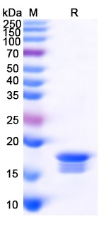 [Proteogenix] TNFa / TNF-alpha, N-His, recombinant protein (E.coli)