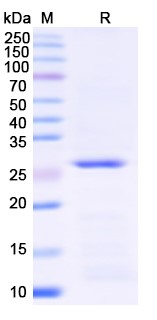 [Proteogenix] IFNAR1, N-His, recombinant protein