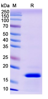 [Proteogenix] IFNG / IFN-gamma, N-His, recombinant protein