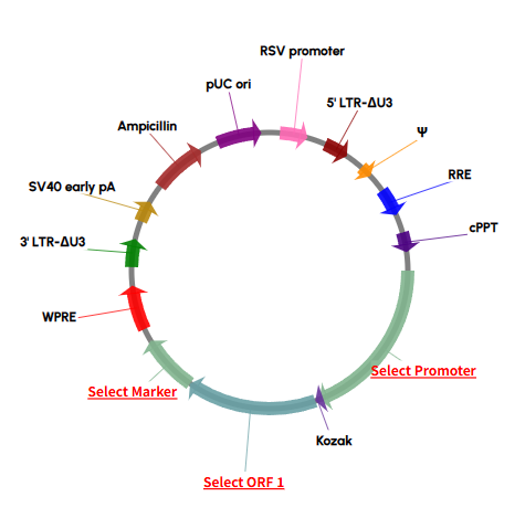 [Virongy] Lentiviral Vector Customization Tool