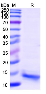 [Proteogenix] IL15, C-His, recombinant protein