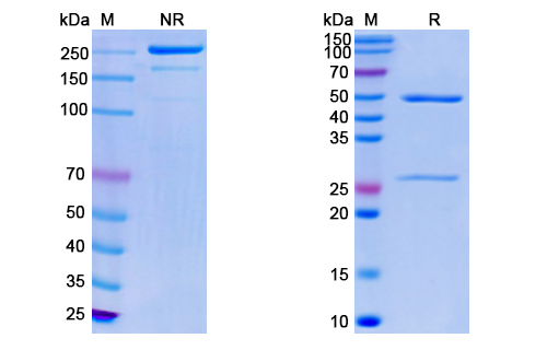 [Proteogenix] Monkeypox virus/MPXV E8L Monoclonal Antibody SAA0285
