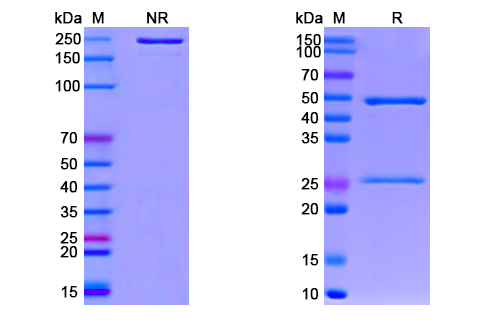 [Proteogenix] Anti-CoV-RBD (E4) antibody