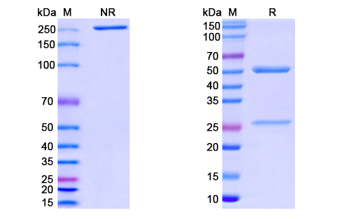 [Proteogenix] Anti-CoV-RBD (B6) antibody