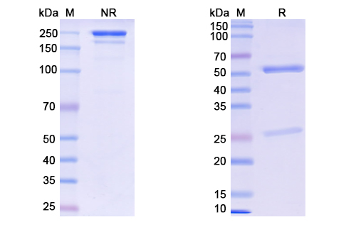 [Proteogenix] Anti-SARS-CoV-2 RBD Neutralizing Antibody (S2X259)