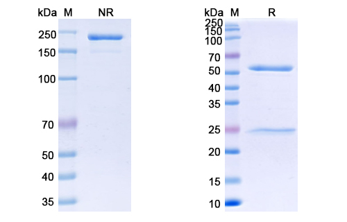 [Proteogenix] Anti-SARS-CoV-2 RBD Neutralizing Antibody (S2K146)